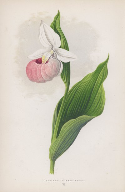 Cypripedium Spectabile door English School