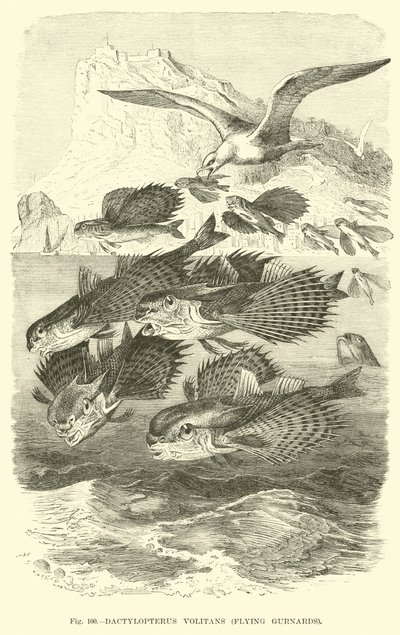 Dactylopterus Volitans, Vliegende Poons door English School