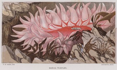 Dahlia Wartlet door English School