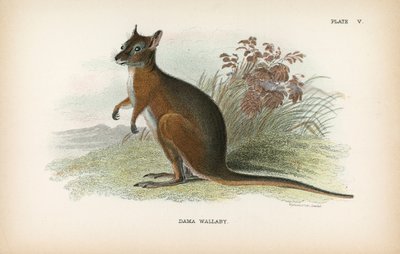 Dama Wallaby door English School