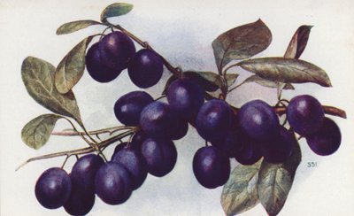 Damson, "The Merryweather" door English School