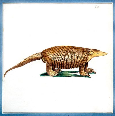 Dasypus gordeldier, c.1810 door English School