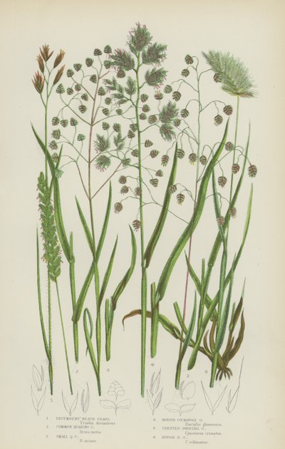 Liggende Heidegras, Gewone Bevertjesgras, Kleine Bevertjesgras, Ruwe Kropaargras door English School