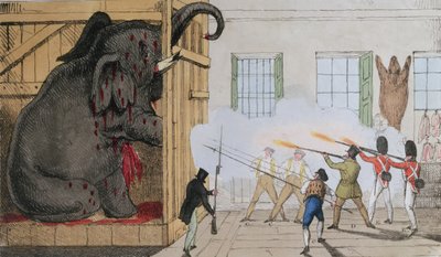 Vernietiging van de nobele olifant bij Mr Cross