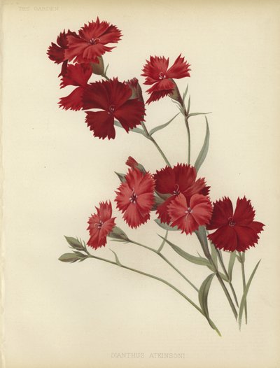 Dianthus Atkinsoni door English School