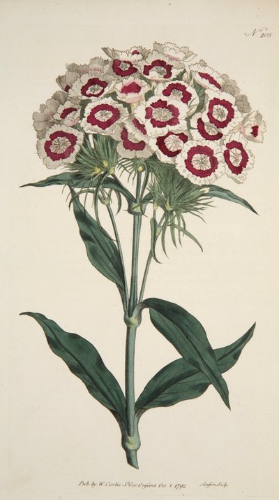 Dianthus Barbatus Bearded Pink, pub. 1792 handgekleurde gravure door English School