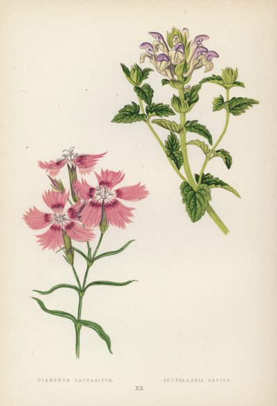Dianthus Caucasicus; Scutellaria Alpina (kleur litho) door English School