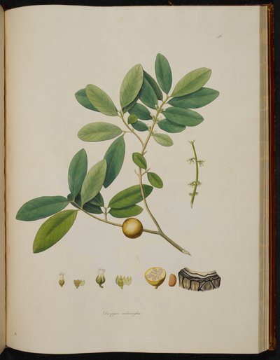 Diospyros melanoxylon, uit 