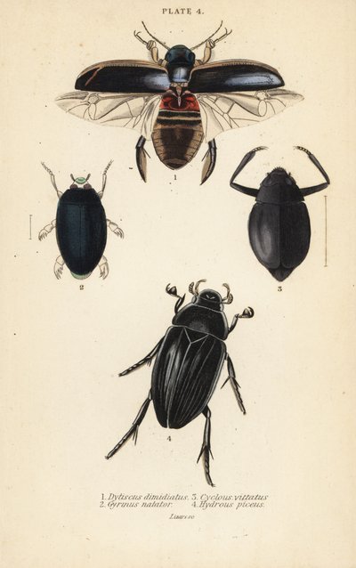 Duikkever, Dytiscus dimidiatus 1, gewone schaatsenrijder, Gyrinus natator 2, Cyclous vittatus 3, en grote zilveren waterkever, Hydrophilus piceus 4 door English School