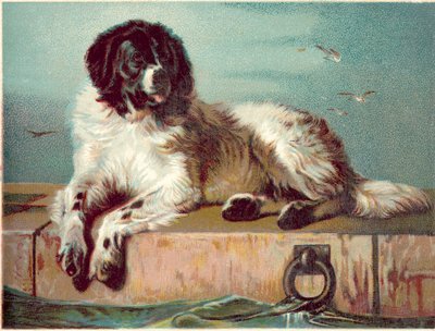Hond zittend aan de rand van de zee door English School