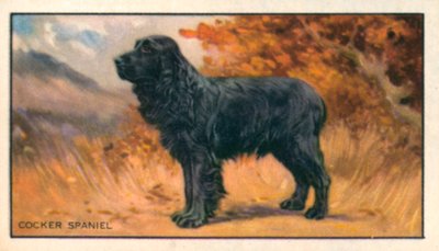 Honden: Cocker Spaniel (kleurenlitho) door English School