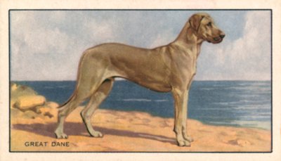Honden: Duitse Dog (kleurenlitho) door English School
