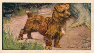 Honden: Norwich Terrier (kleurenlitho) door English School