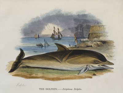 Dolfijn aan de kust, 1823 door English School