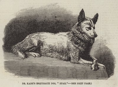 Dr Kane