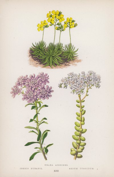 Draba Aizoides; Iberis Bubanii; Sedum Turgidum door English School