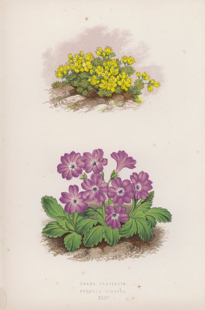 Draba Glacialis; Primula Viscosa (kleur litho) door English School
