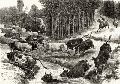 Veedrijven in Australië, ca. 1880, uit 