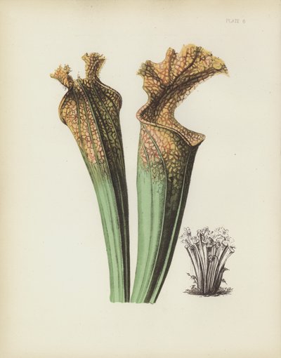 Drummonds Zijzadelbloem, Sarracenia Drummondii door English School
