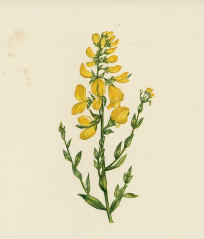 Verfbrem, Genista Tinctoria door English School