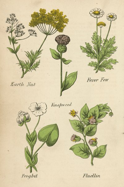 Aardnoot, Koortskruid, Korenbloem, Kikkerbeet, Fluellin door English School