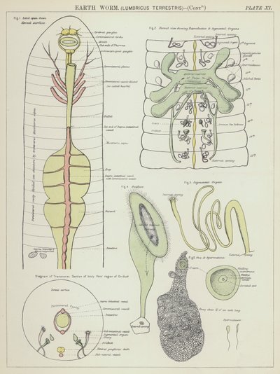 Aardworm, Lumbricus Terrestris door English School