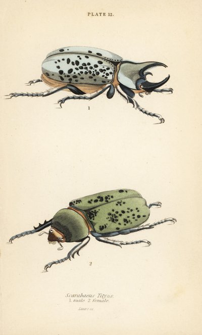 Oostelijke Herculeskever, Dynastes tityus, mannetje 1, vrouwtje 2 door English School