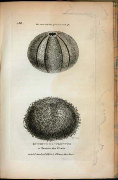 Echinus Esculentus of Gewone Zee-egel; Dezelfde met de stekels afgeveegd, uit 