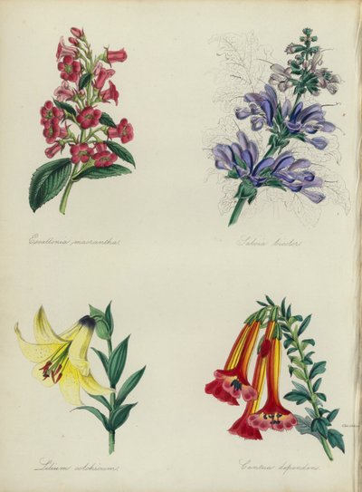 Engelse bloementuin: Escallonia macrantha, Salvia bicolar, Lilium colchicum, Cantua dependens door English School