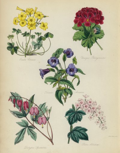 Engelse Bloementuin: Oxalis Cernua, Unieke Pelargonium, Torenia Asiatica, Dielytra Spectabilis, Ribes Albidum door English School