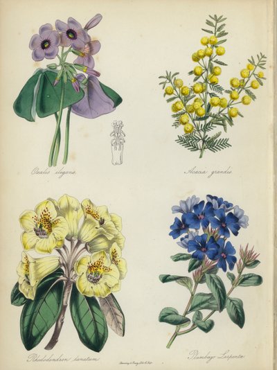 Engelse bloementuin: Oxalis elegans, Acacia grandis, Rhododendron lanatum, Plumbago Larpentae door English School