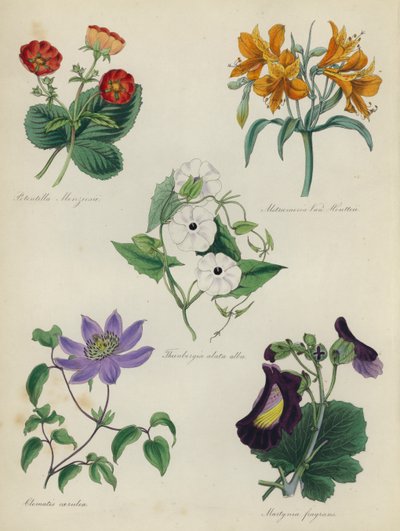 Engelse Bloementuin: Potentilla Menziesii, Alstraemeria Van Houtteii, Thunbergia alata alba, Clematis caerulea, Martynia fragrans door English School