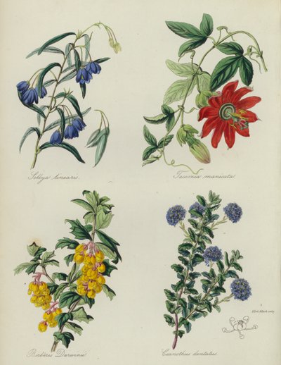 Engelse Bloementuin: Sollya linearis, Tacsonia manicata, Berberis Darwinii, Ceanothus dentatus door English School