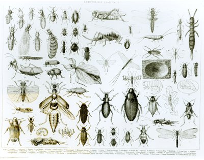 Entomologie insecten door English School