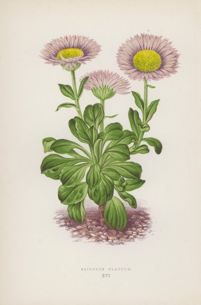 Erigeron Glaucum (kleur litho) door English School
