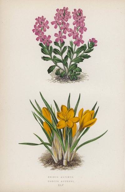 Erinus Alpinus; Crocus Aucheri door English School