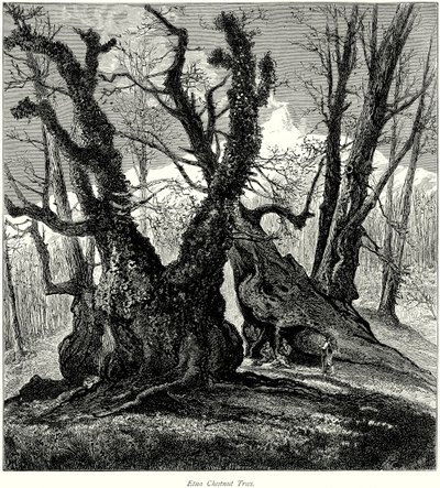 Etna kastanjebomen (gravure) door English School
