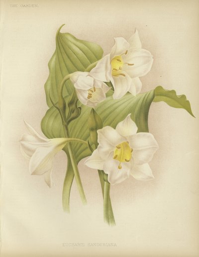 Eucharis sanderiana door English School