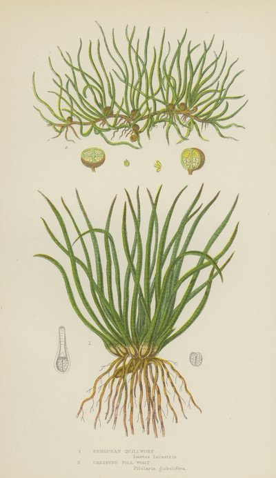 Europese quillwort, kruipende pill-wort door English School