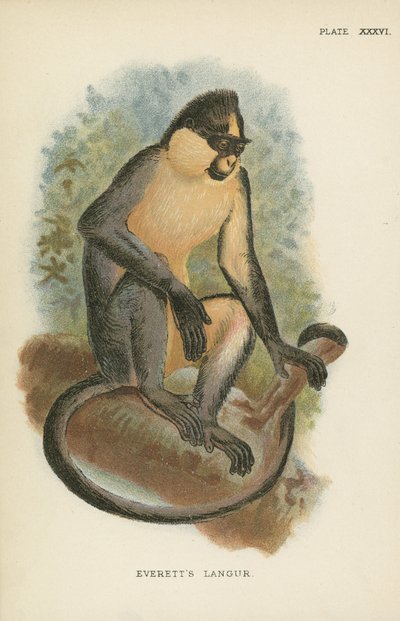 Everetts Langur door English School