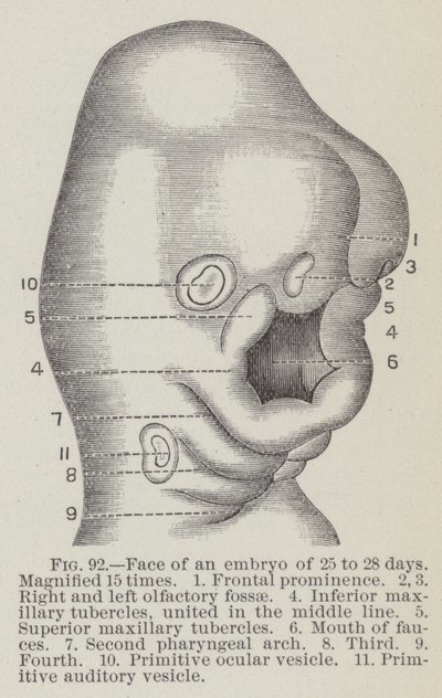 Gezicht van een embryo van 25 tot 28 dagen, 15 keer vergroot door English School