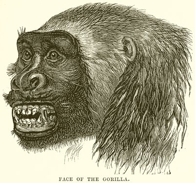 Gezicht van de gorilla door English School