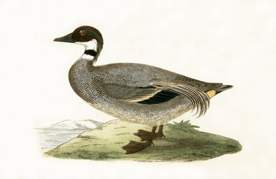 Falcated Teal, illustratie uit 