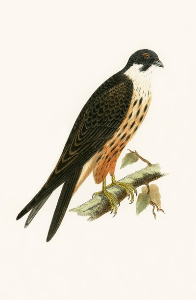 Falco Eleonorae, illustratie uit 