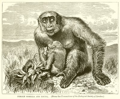 Vrouwelijke gorilla en jong door English School