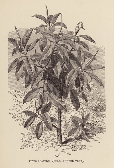 Ficus Elastica, rubberboom door English School