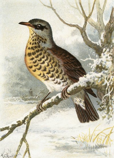 Kramsvogel door English School
