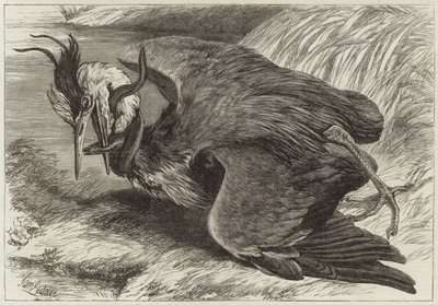 Gevecht tussen een reiger en een paling door English School