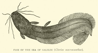 Vis van de Zee van Galilea, Clarias macracanthus door English School