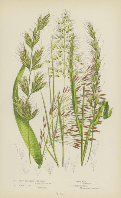 Platstengel Havergras, Donzige Havergras, Gele Havergras, Gewone Riet door English School
